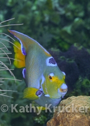 -062Honduras_queen_angelfish_Black_Hills
