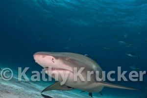 -014Bahamas_Day8-225