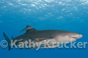 Remoras with lemmon shark