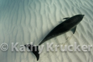 -018Bahamas_Dolphins2-62