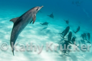 -027Bahamas_Dolphins2-157