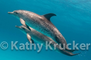 -028Bahamas_Dolphins2-137-Edit