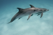 Bahamas_Dolphins-Kathy Krucker