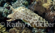 -004Wakatobi-kk-28