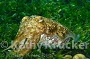 -005Wakatobi-kk-29