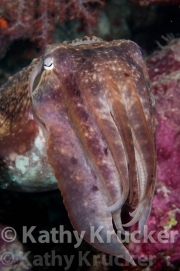 -020Wakatobi-kk-27