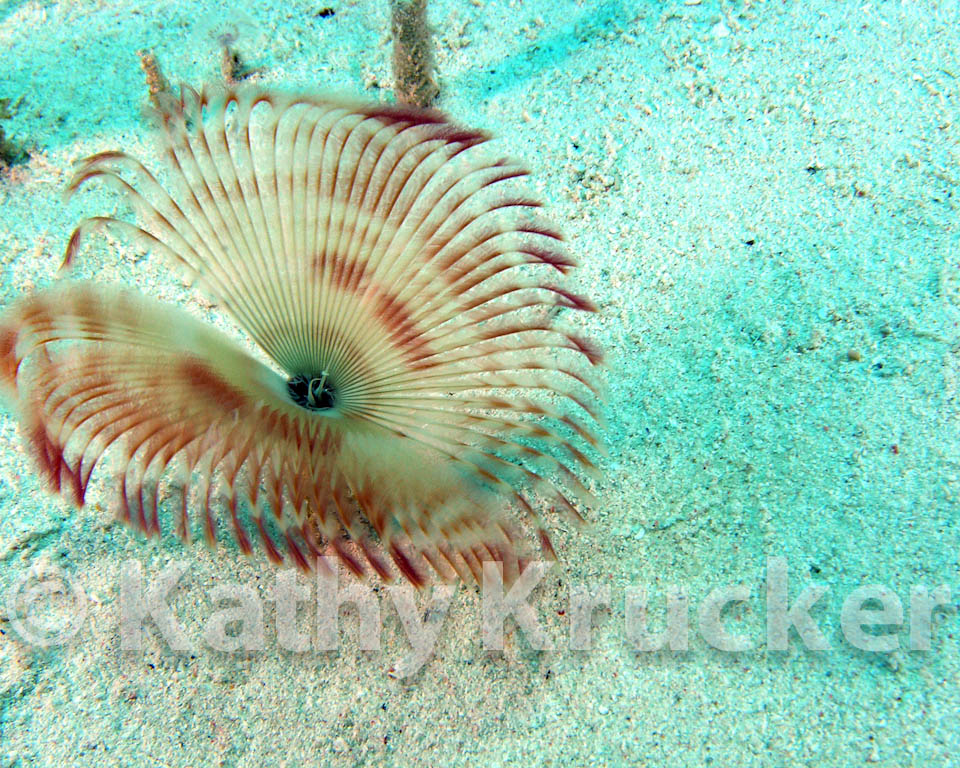 Feather Dusters (Christmas Tree Worm)