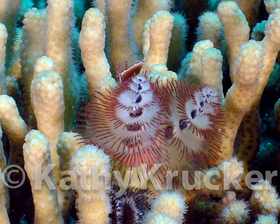 Feather Dusters (Christmas Tree Worm)