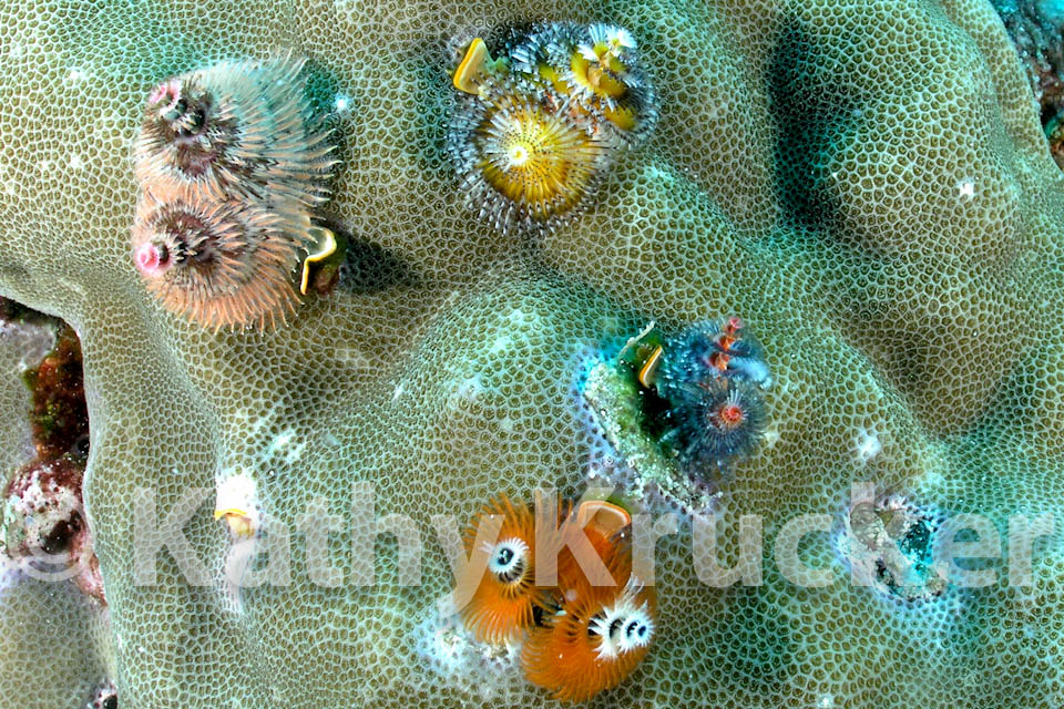 Feather Dusters (Christmas Tree Worm)