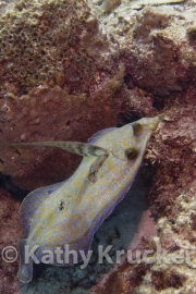 -001Bonaire_08Bonaire_08_keepers078