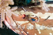 Cleaner shrimp-wrasse on grouper