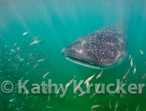 -001Holbox_-_KK-005