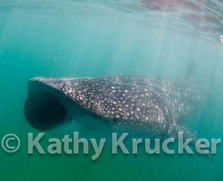 -002Holbox_-_KK-007