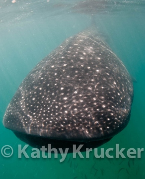 -003Holbox_-_KK-036
