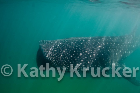 -005Holbox_-_KK-006