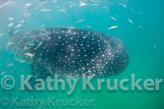 -009Holbox-kk--015