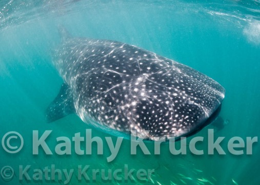 -010Holbox-kk--018