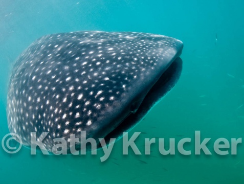 -011Holbox_-_KK-031
