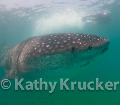 -012Holbox_-_KK-038