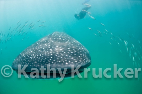 -014Holbox_-_KK-041