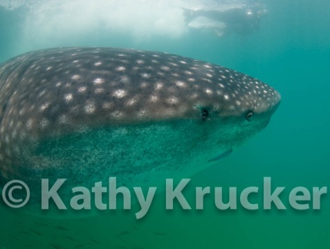 -015Holbox_-_KK-039