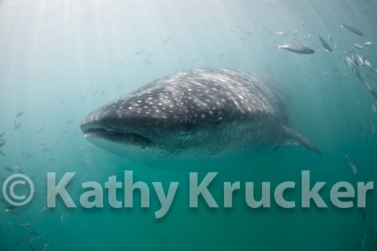 -016Holbox_-_KK-037