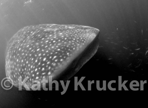 -017Holbox_-_KK-002