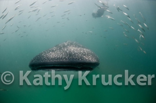 -018Holbox_-_KK-040