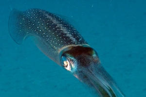 -002squid