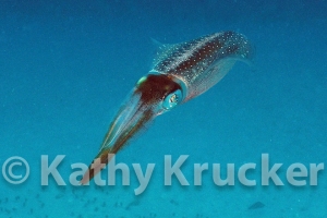 -004utila125