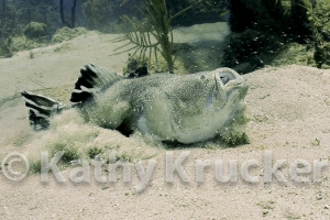 -005Honduras_Southern_Stargazer_Teds_Point
