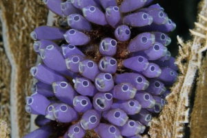 -006Honduras_bluebell_tunicates