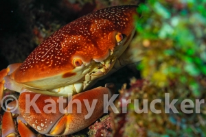 -007Honduras_Cocos_seamount