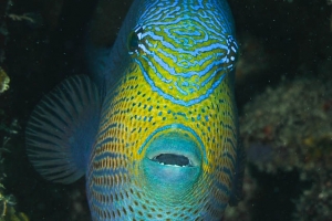 -008Honduras_Titan_triggrfish_Black_Hills