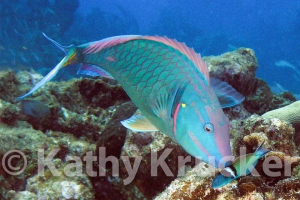 -009Utila-2006065