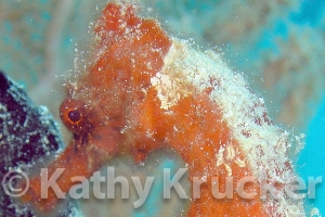 -010utila137A