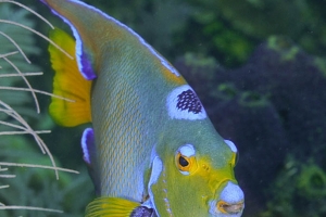 -011Honduras_queen_angelfish_Black_Hills