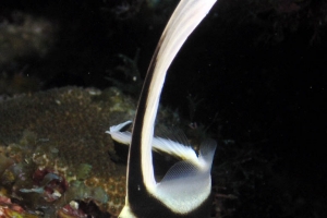 -014Utila-2006088