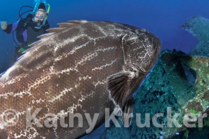 -015Dodie_Grouper