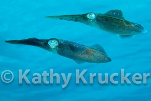 -018Honduras_squid_Eel_Garden