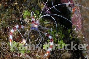-020utila121