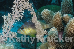 -024utila160