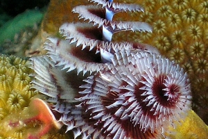 -025utila206A