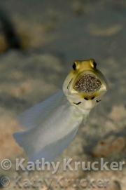 -001Jawfish_with_eggs-kk-02
