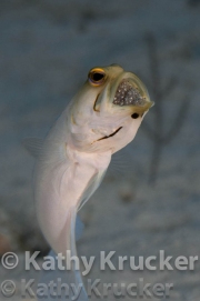 -002Jawfish_with_eggs-kk-03