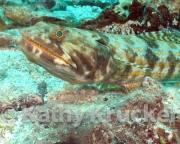 -002Utila-2006070