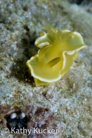 Anilao_Photo KK-005