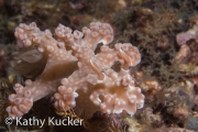 Anilao_Photo KK-006