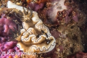 Anilao_Photo KK-007