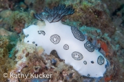 Anilao_Photo KK-010